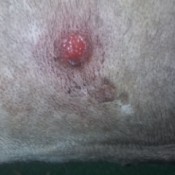 Oozing Bump Where a Tick Was Removed on a Dog - bright pink bump