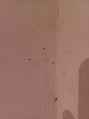 Identifying Little Bugs in Damp Bedroom