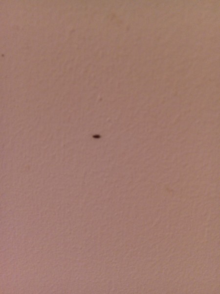 Identifying Little Bugs in Damp Bedroom