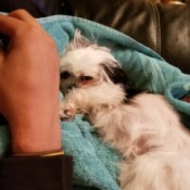 Feeding a Puppy Recovering from Parvo - puppy in a dog bed