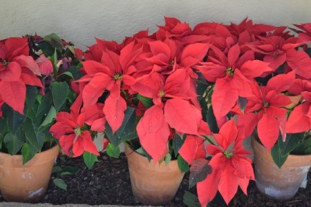 Poinsettias in Balboa Park