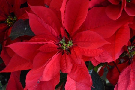 Poinsettias in Balboa Park