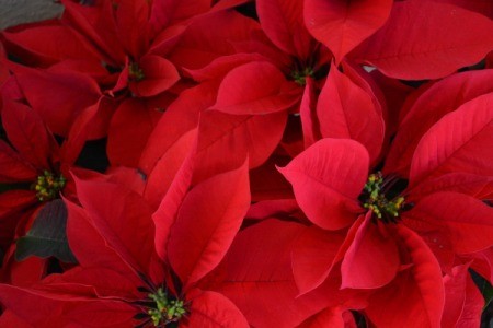 Poinsettias in Balboa Park