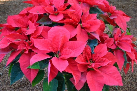 Poinsettias in Balboa Park