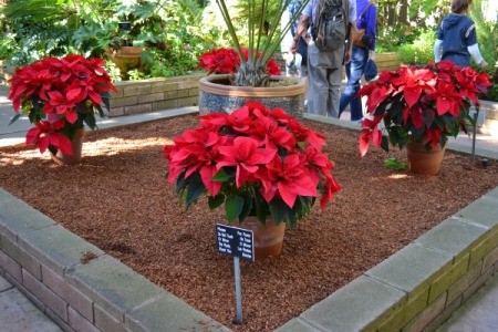 Poinsettias in Balboa Park, CA.