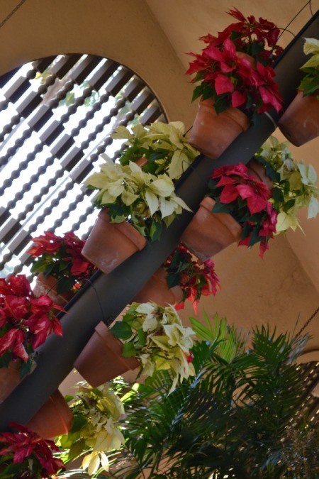 Poinsettias in Balboa Park