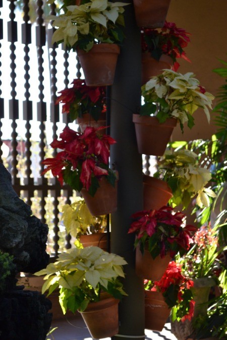 Poinsettias in Balboa Park