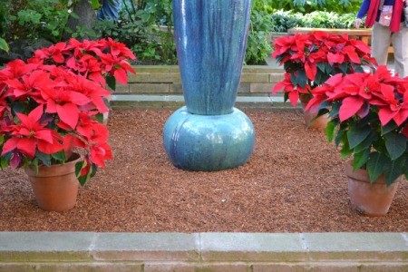 Poinsettias in Balboa Park