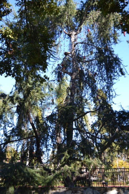 December Nights in Balboa Park