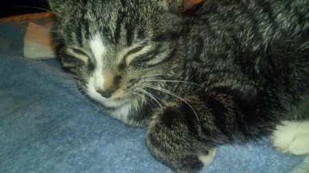 Keeping a Kitten from Scratching Its Wound - tiger stripe kitten