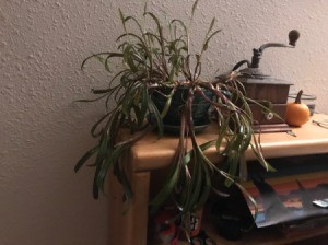 Identifying a Houseplant - grassy, droopy plant with green leaves and purple base
