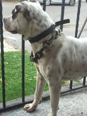 Is My Dog a Full Blooded Pit Bull? - white dog with black spots