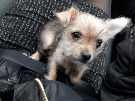 Is My Dog a Full Blooded Chihuahua?