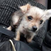 Is My Dog a Full Blooded Chihuahua?