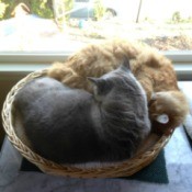 Karma and Numi (Maine Coon and Siamese Mix)