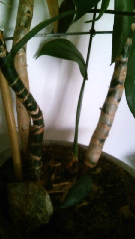 Identifying a Houseplant - closeup of stalks