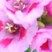 Clarkia Flower