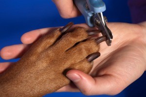 Dog Nails Being Trimmed