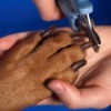 Dog Nails Being Trimmed