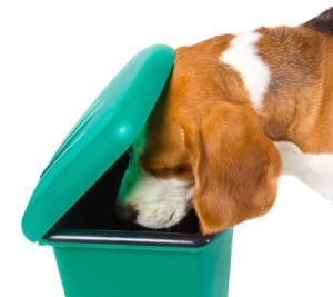 Dog Looking in Garbage Can