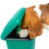 Dog Looking in Garbage Can