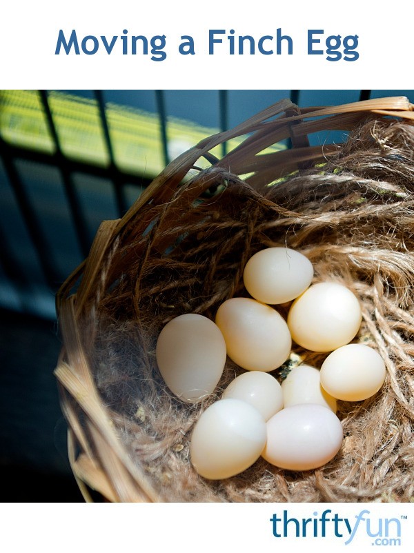 Moving a Finch Egg? ThriftyFun