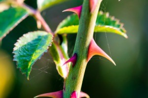 Thorny Branch