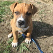 Is My Dog a Full Blooded Pit Bull?