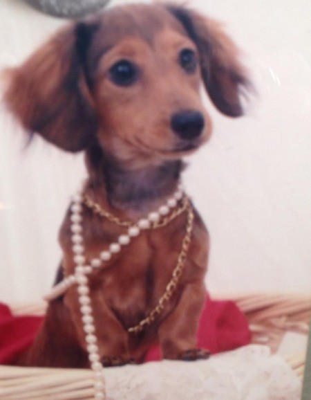 Carmel Ann (Mini Dachshund) - pretty Dachshund wearing necklaces