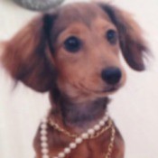 Carmel Ann (Mini Dachshund) - pretty Dachshund wearing necklaces