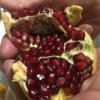 Juicing and Growing Your Own Pomegranates - pop it open