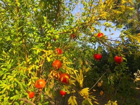 Juicing and Growing Your Own Pomegranates - pomegranate fruit on trees