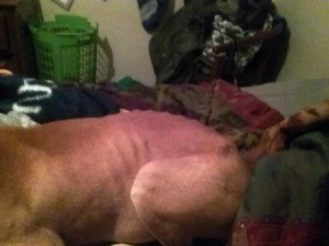 Pit Bull Too Thin