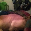 Pit Bull Too Thin