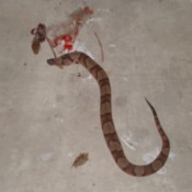 What Kind of Snake Was This?