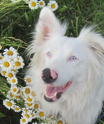 Madelyn Snow (Australian Shepherd)