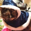 Bella (Tortoiseshell) - cat wearing dark blue fur trimmed cape