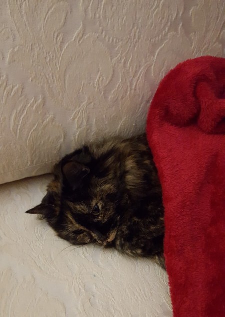 Bella (Tortoiseshell)