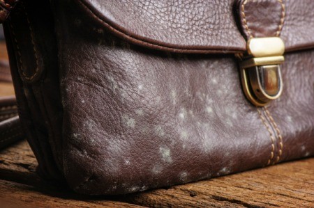 fungus you clean can Leather ThriftyFun Mildew and from Removing Mold