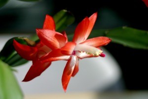 Christmas Cactus