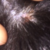 Treating Bumps on My Dog - hair pulled aside to expose a bump