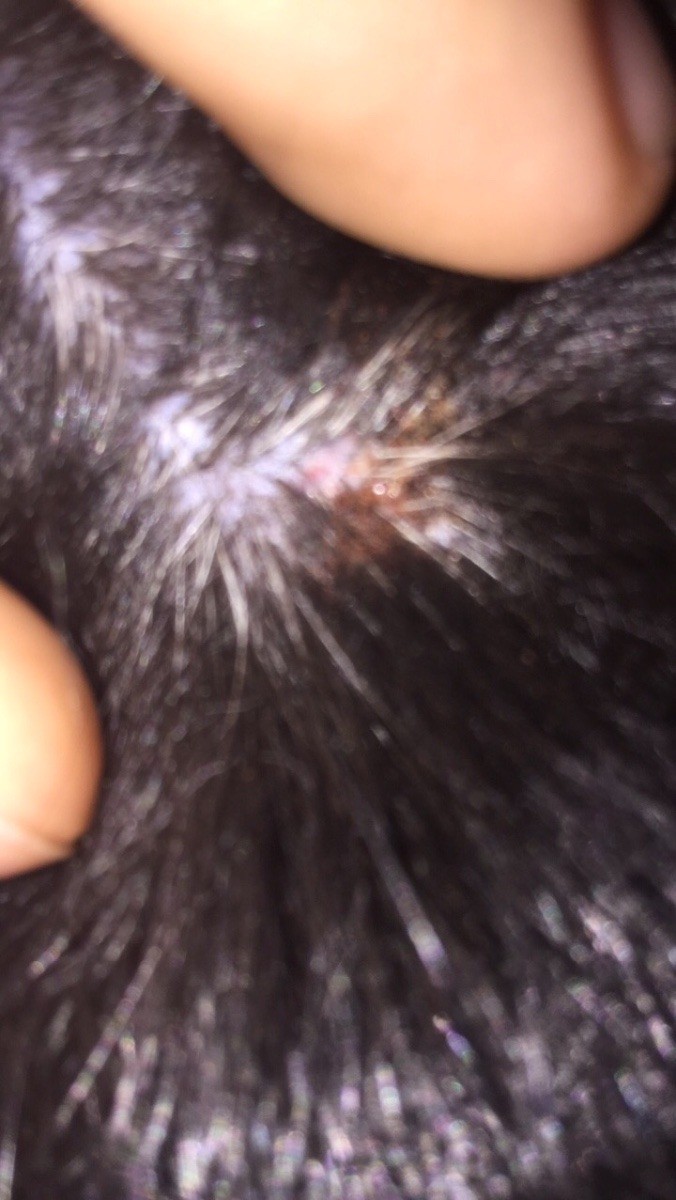 Bumps and Lumps on a Dog? ThriftyFun