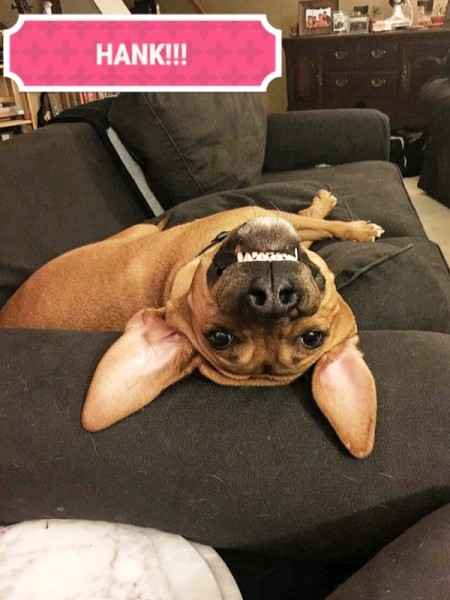 Hank (Hound Mix) - upside down dog face as dog is lying on the couch