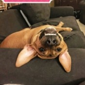 Hank (Hound Mix) - upside down dog face as dog is lying on the couch