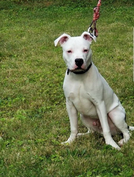 Choppers (Pit Bull) - white Pit on a leash