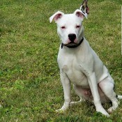 Choppers (Pit Bull) - white Pit on a leash