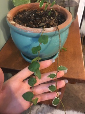 Identifying a Houseplant - vining plant with small green, edged with cream leaves