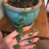 Identifying a Houseplant - vining plant with small green, edged with cream leaves
