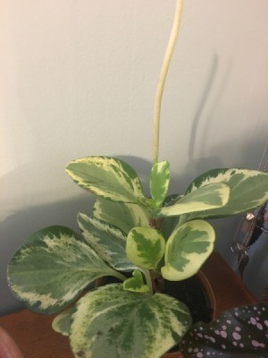 What Is This Houseplant? - plant with cream and variegated green leaves