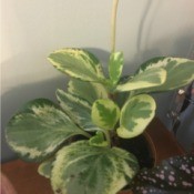 What Is This Houseplant? - plant with cream and variegated green leaves